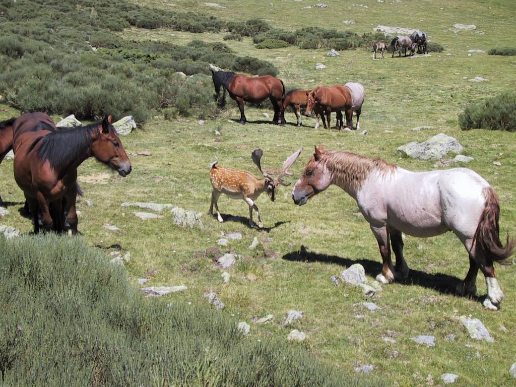 La Coberta-Lo Paller Del Coc Rialp Luaran gambar